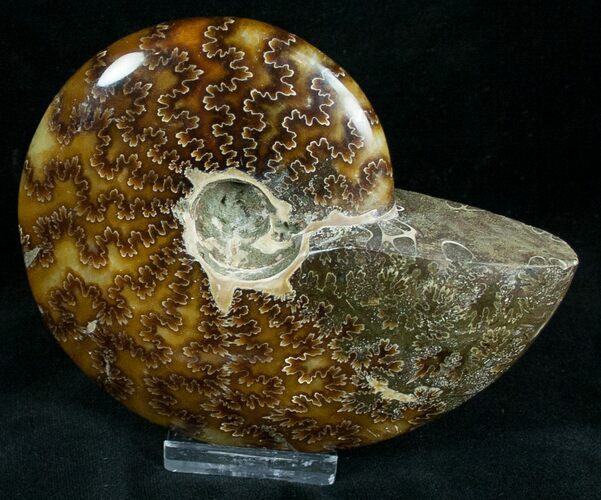 Cleoniceras Ammonite Fossil - Madagascar #7356